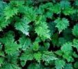 Nettle P.E.;Nettle Extract;Nettle;Silica1% 